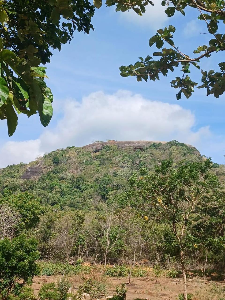 Pidurangala View Treehouse Apartment Sigiriya Exterior foto
